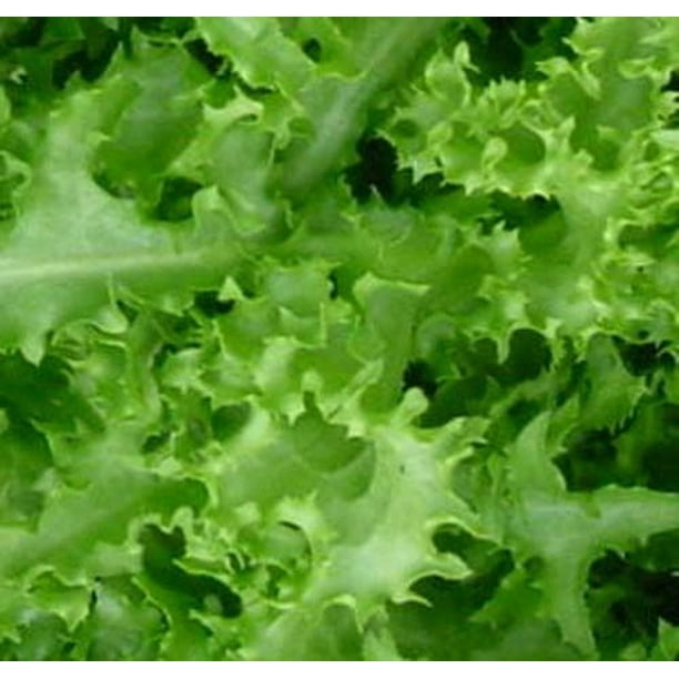 ROCKET BABY LEAF FAMILY MIX LAMB'S LETTUCE 1500 seeds 2 grams ENDIVE ROCKET BABY LEAF FAMILY MIX LAMB'S LETTUCE 1500 seeds 2 grams ENDIVE